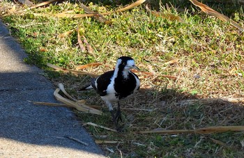 Magpie-lark Esplanade(Cairns) Sat, 9/1/2018