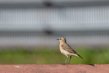 Isabelline Wheatear Unknown Spots Sat, 4/27/2019