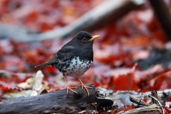 Japanese Thrush