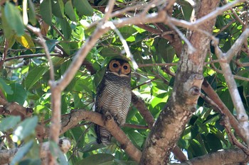 2019年2月27日(水) Thai Mueang Sub District Administration Organization Health Gardenの野鳥観察記録