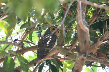 Spotted Wood Owl Thai Mueang Sub District Administration Organization Health Garden Wed, 2/27/2019