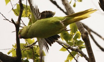 ワカケホンセイインコ 大田区 2019年4月29日(月)