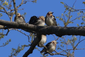 コムクドリ 富山県入善町 2019年4月28日(日)