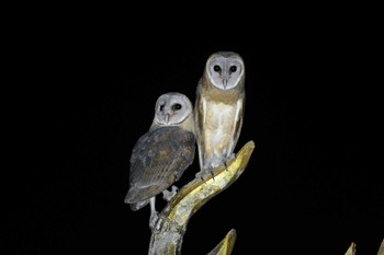 2019年2月27日(水) タイの野鳥観察記録