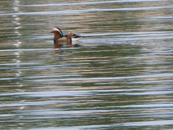 2019年4月29日(月) 相模原沈殿池の野鳥観察記録