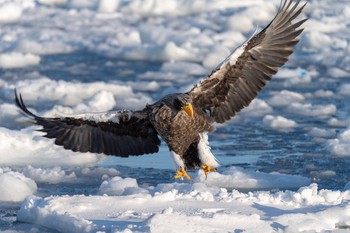 Steller's Sea Eagle 羅臼 Sat, 2/9/2019