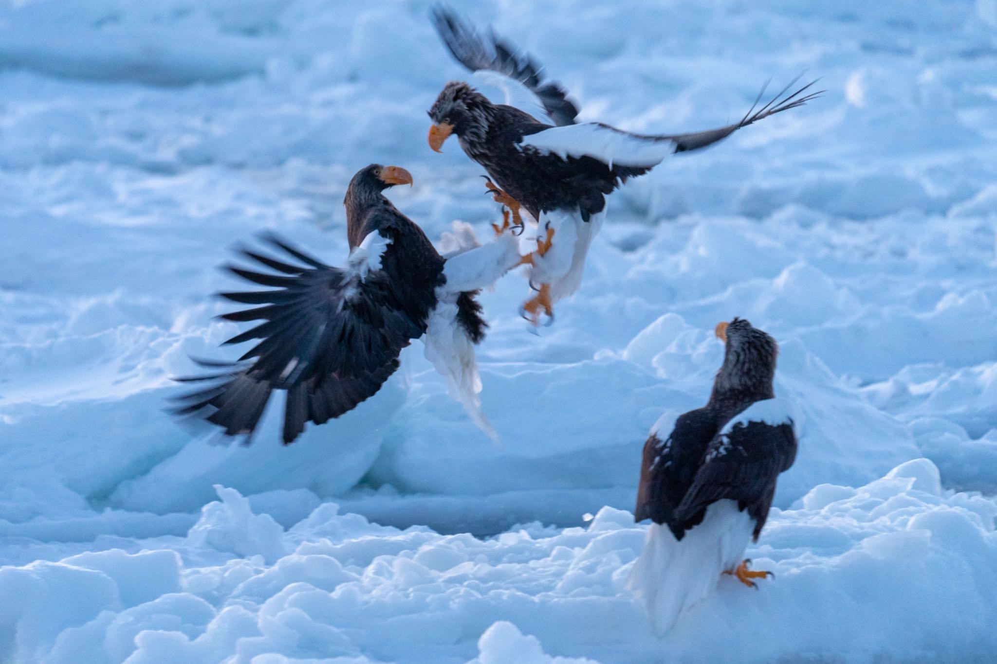 Photo of Steller's Sea Eagle at 羅臼 by Takanori Yoshioka