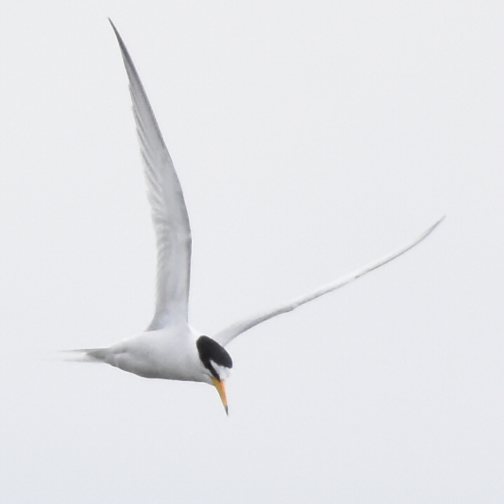 東京港野鳥公園 コアジサシの写真 by 嵐翠