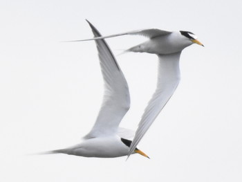 コアジサシ 東京港野鳥公園 2019年4月29日(月)