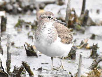 イソシギ 東京港野鳥公園 2019年4月29日(月)