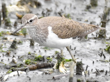 イソシギ 東京港野鳥公園 2019年4月29日(月)