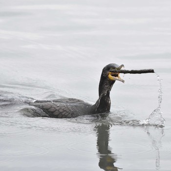 カワウ 東京港野鳥公園 2019年4月29日(月)