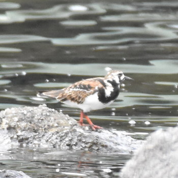 キョウジョシギ 東京港野鳥公園 2019年4月29日(月)