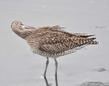 チュウシャクシギ 東京港野鳥公園 2019年4月29日(月)