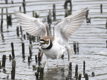 コチドリ 東京港野鳥公園 2019年4月29日(月)