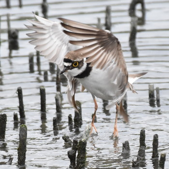 コチドリ 東京港野鳥公園 2019年4月29日(月)