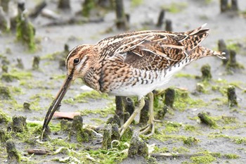 タシギ 東京港野鳥公園 2019年4月29日(月)