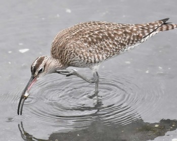 チュウシャクシギ 東京港野鳥公園 2019年4月29日(月)