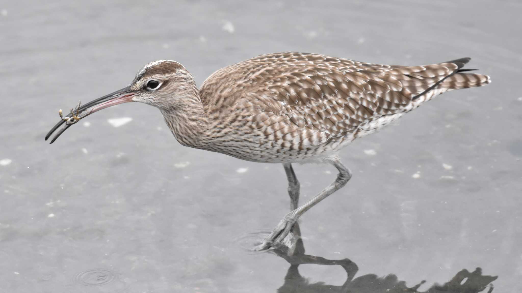 東京港野鳥公園 チュウシャクシギの写真 by 嵐翠