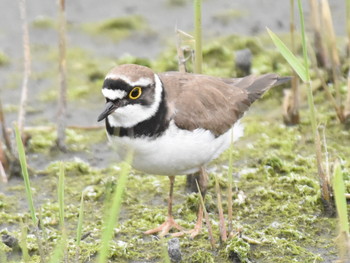 コチドリ 東京港野鳥公園 2019年4月29日(月)