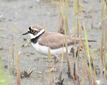 コチドリ 東京港野鳥公園 2019年4月29日(月)