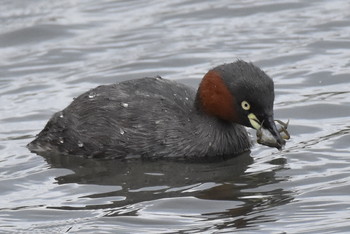 カイツブリ 東京港野鳥公園 2019年4月29日(月)