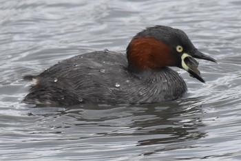 カイツブリ 東京港野鳥公園 2019年4月29日(月)