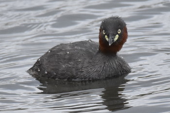 カイツブリ 東京港野鳥公園 2019年4月29日(月)