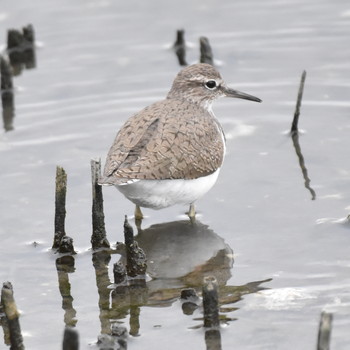 イソシギ 東京港野鳥公園 2019年4月29日(月)