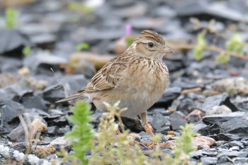 Tue, 4/30/2019 Birding report at JR寺庄駅付近