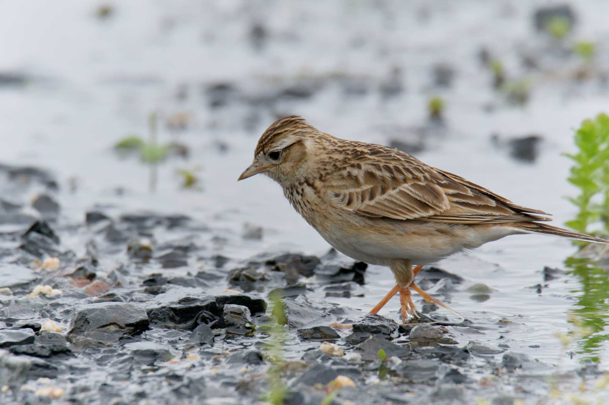 Eurasian Skylark