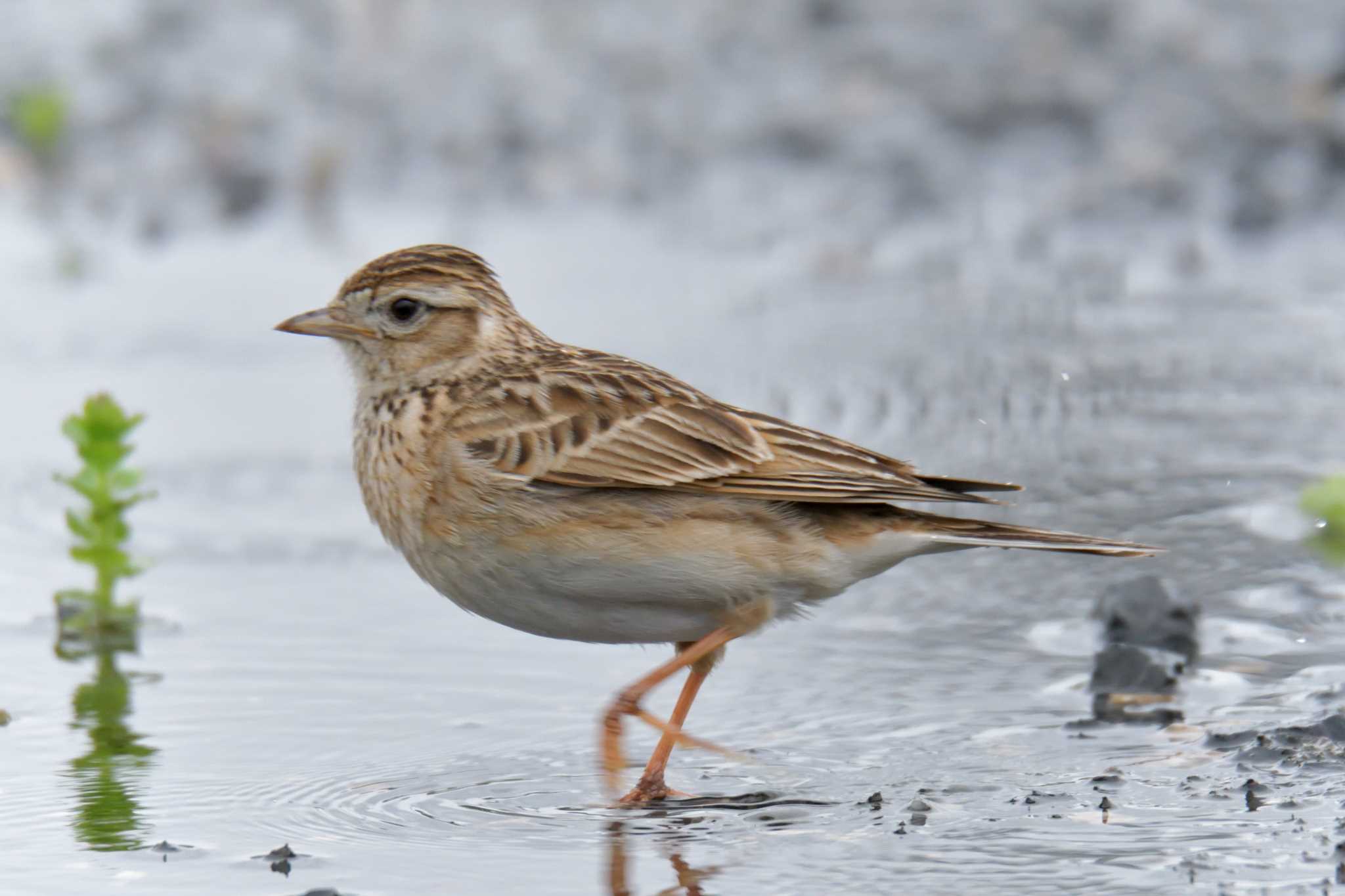 Eurasian Skylark