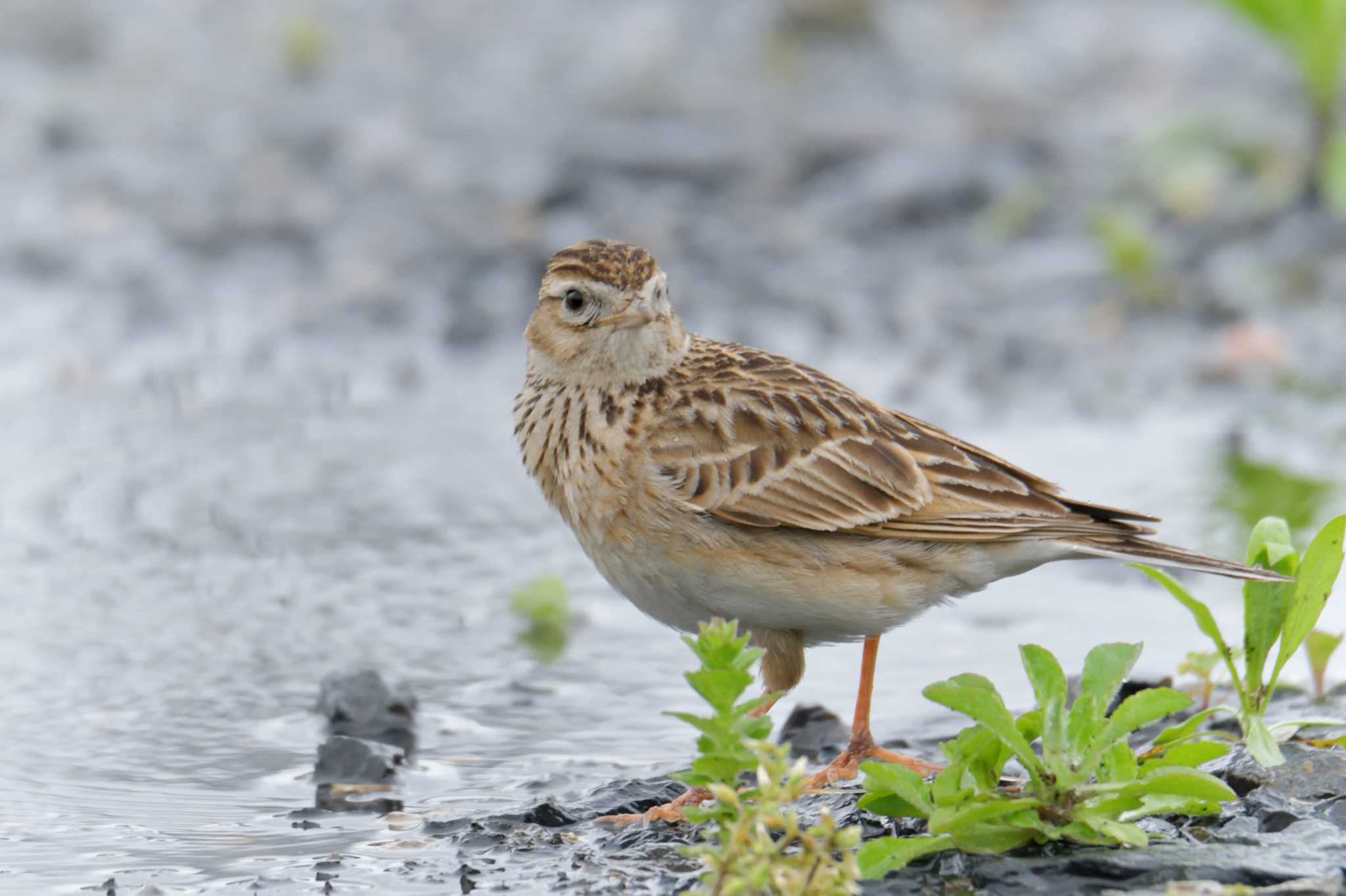 Eurasian Skylark