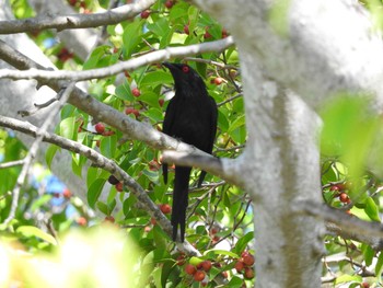 Metallic Starling