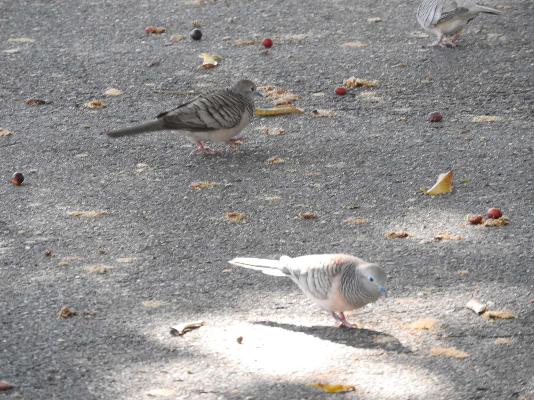 Esplanade(Cairns) オーストラリアチョウショウバトの写真 by M Yama