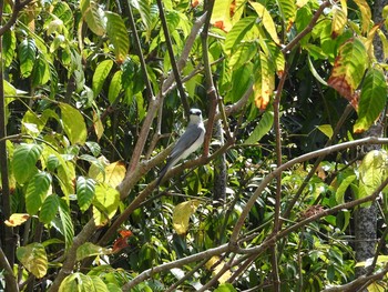 White-bellied Cuckooshrike