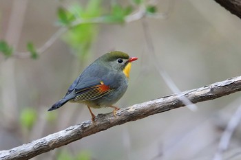 Red-billed Leiothrix