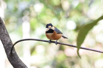 Sat, 3/31/2018 Birding report at Meiji Jingu(Meiji Shrine)