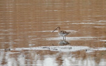 タシギ 葛西臨海公園 2019年4月25日(木)