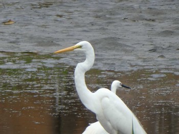 ダイサギ 葛西臨海公園 2019年4月29日(月)