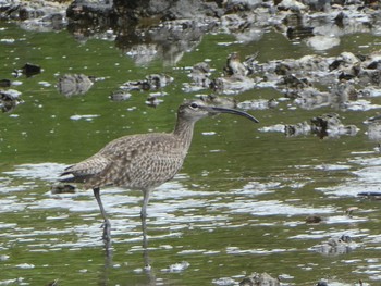 2019年4月29日(月) 葛西臨海公園の野鳥観察記録