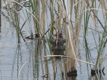 カイツブリ 葛西臨海公園 2019年4月29日(月)