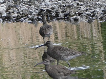 チュウシャクシギ 葛西臨海公園 2019年4月29日(月)