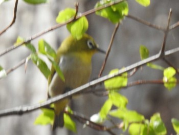 メジロ 旭山記念公園 2019年4月30日(火)