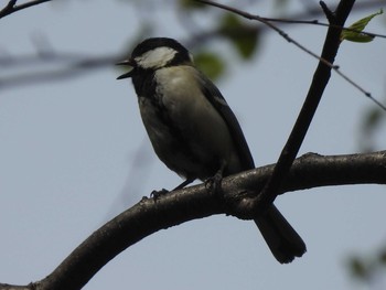 シジュウカラ 旭山記念公園 2019年4月30日(火)