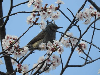 ヒヨドリ 札幌 2019年4月30日(火)