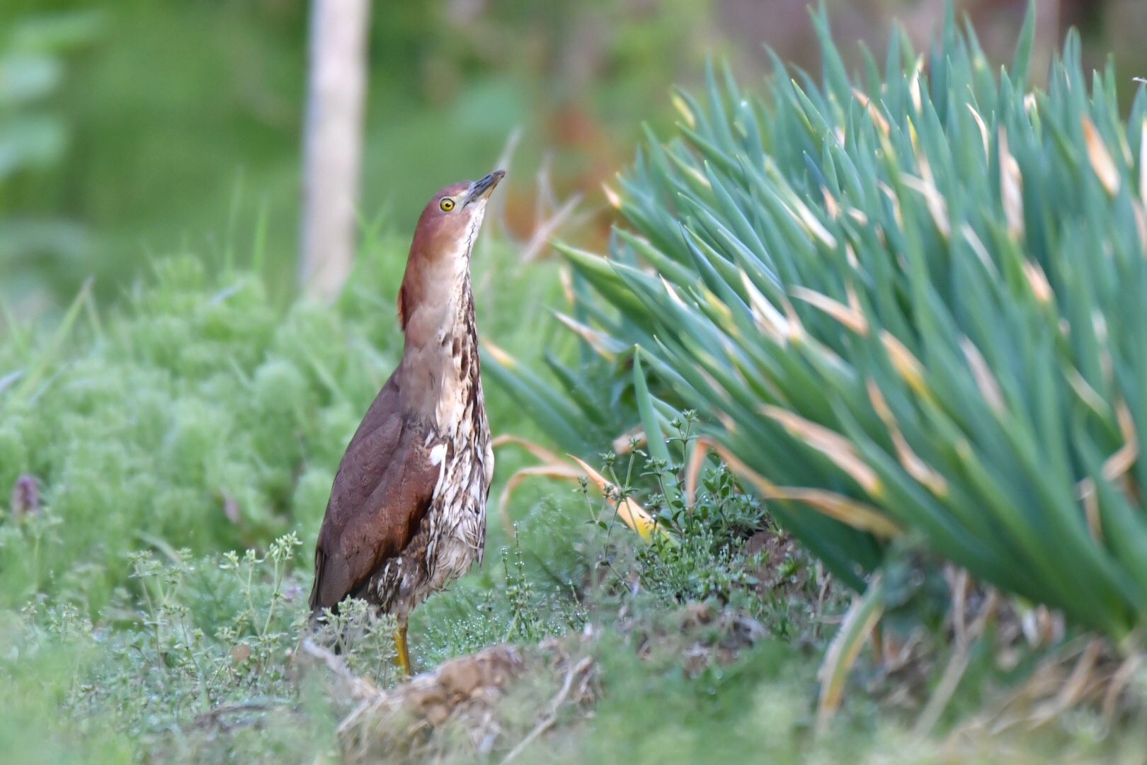 Photo of Japanese Night Heron at Awashima Island by 倶利伽羅