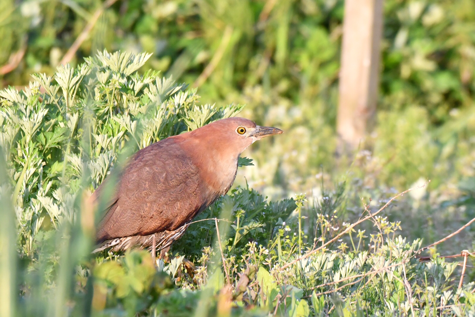 Photo of Japanese Night Heron at  by 倶利伽羅