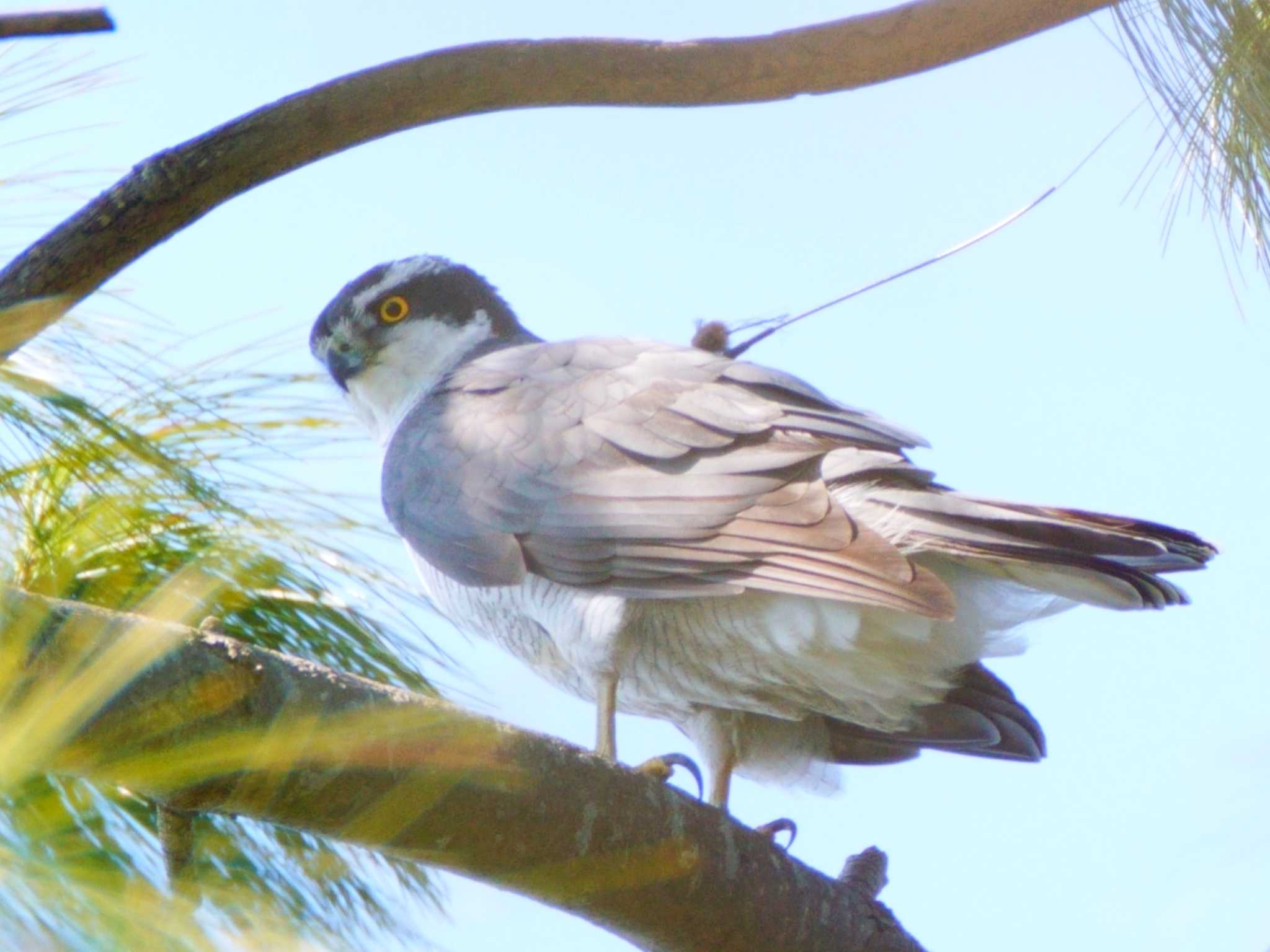 2025/3/22 トラツグミ|オオタカ|シロハラ 小石川植物園の野鳥観察記録