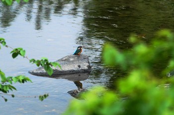 カワセミ 野川 2019年4月30日(火)